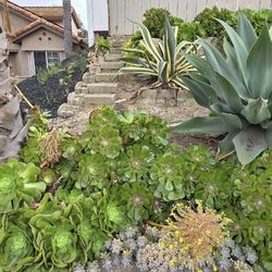 Variegated agave century plant