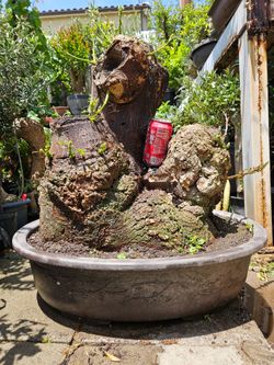 Old Cockspur Coral ( Erythrina crista-galli ) Bonsai Tree,