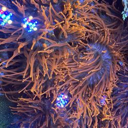 Anemone 
