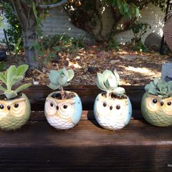 Super Cute owl planters with Succulents 