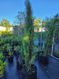 ITALIAN CYPRESS 15 GALLONS
