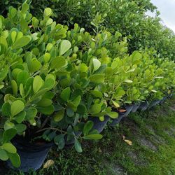 Clusia 7gl 2.5-3ft $13🌿🌿🌿