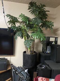 Another Indoors Tree