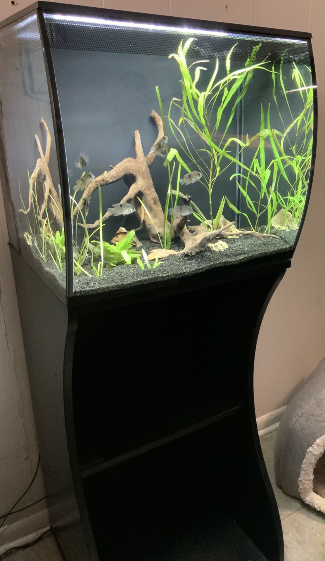 Fluval Flex 15 Gallon for Sale in Tampa, FL OfferUp
