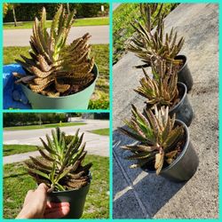 Kalanchoe Milloti Succulents.  Mother Of Thousands Succulents.  Kalanchoe  Is Medicinal Plants 