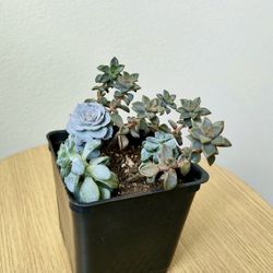 Mixed Succulent Arrangement