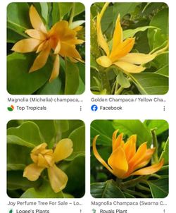 Yellow champaca trees