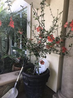 Beautiful tree and pot