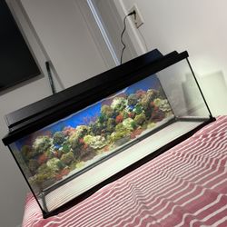 Fish Tank