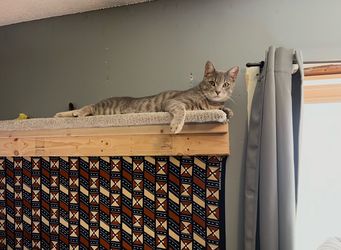 Cat Shelf - Carpet and Wood -  8’ Long