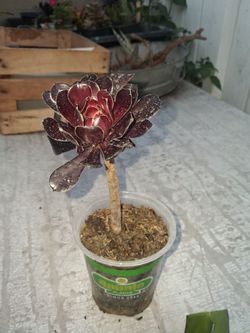 Black Rose Succulent plant
