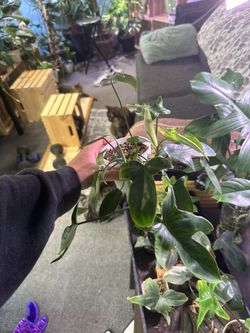 Philodendron Florida Green