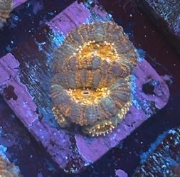 Aussie Acan Lord Display Decor