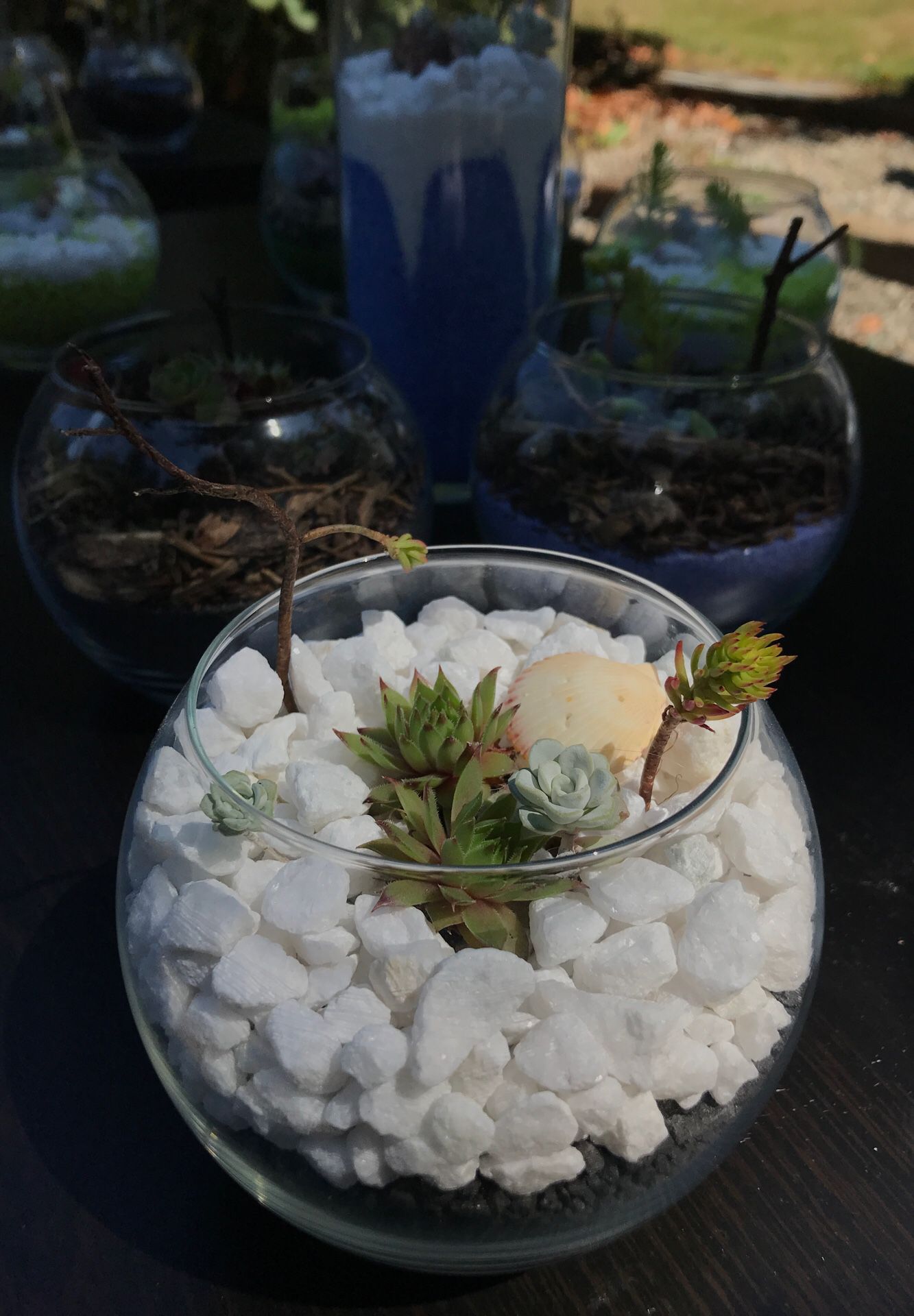 Hand made succulent baby terrariums! Wide selection! Gift and decor!