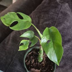Mini Monstera (Rhaphidophora tetrasperma)
