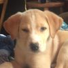 Lmwags