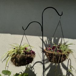 Plants Hanging Plants Succulents Fern 