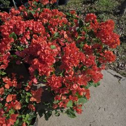 Bougainvillea Plants 3gallon Bushes 