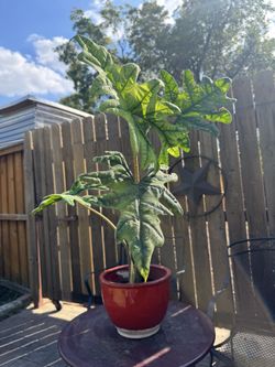 Alocasia Jacklyn