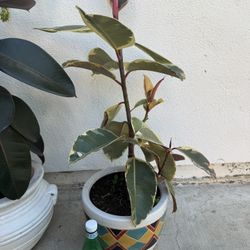 Ficus elastica Tineke Rubber Plant