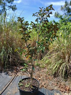 Star apple/caimito tree grafted Hipolito variety 15 gallon