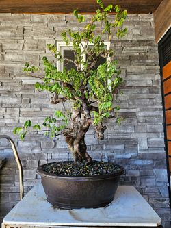 Old Star Fruit Bonsai Tree