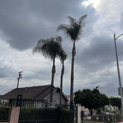 Tree Work