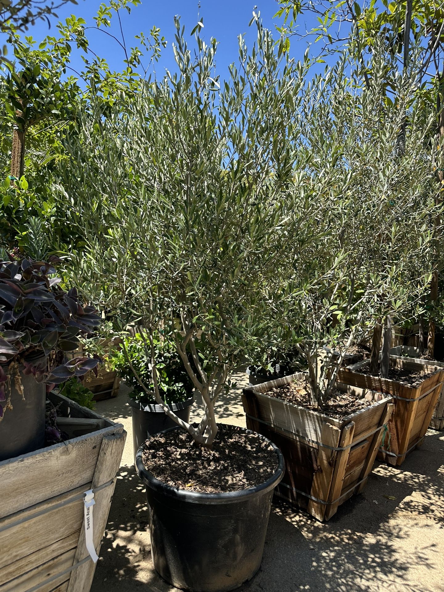 Olea europaea ‘Wilsonii’ - Wilson Fruitless Olive Tree 25gal