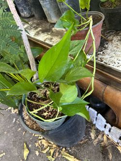 Planta