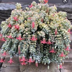 6” Cliff Cotyledon Pendens (first Pic Is Reference )