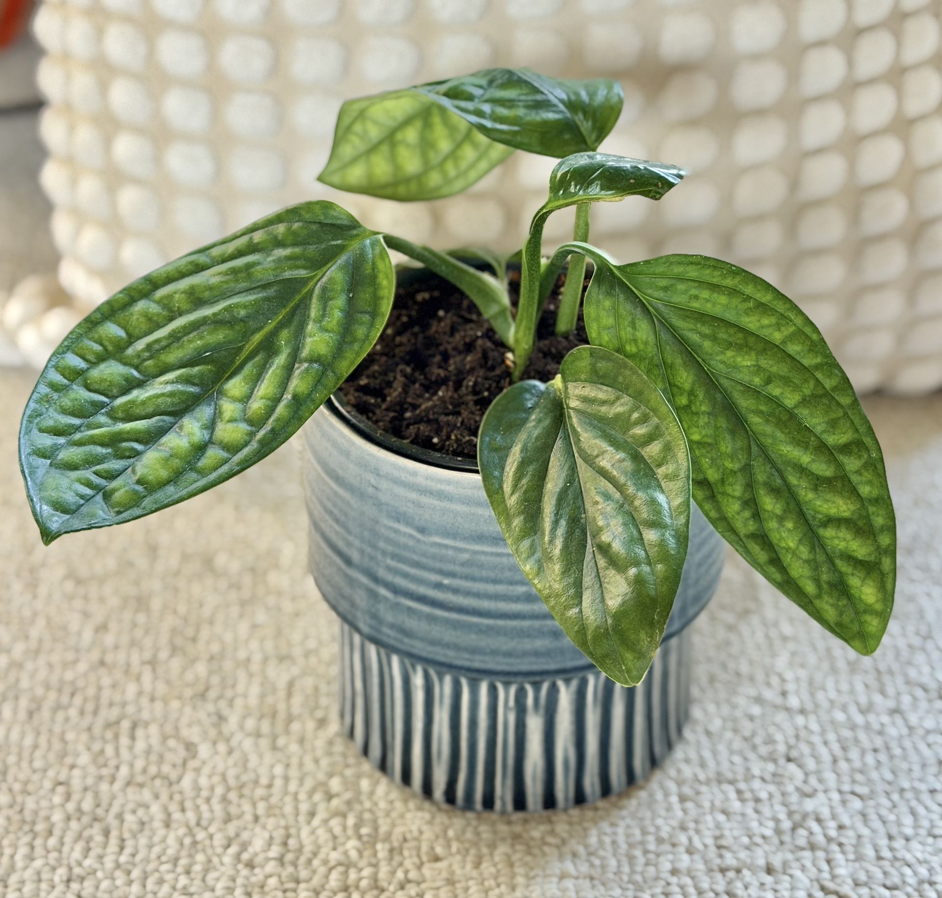 Monstera Peru In Heavy Ceramic Pot