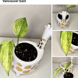 Variegated Scindapsus In Ceramic Pot