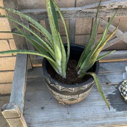 Aloe Vera