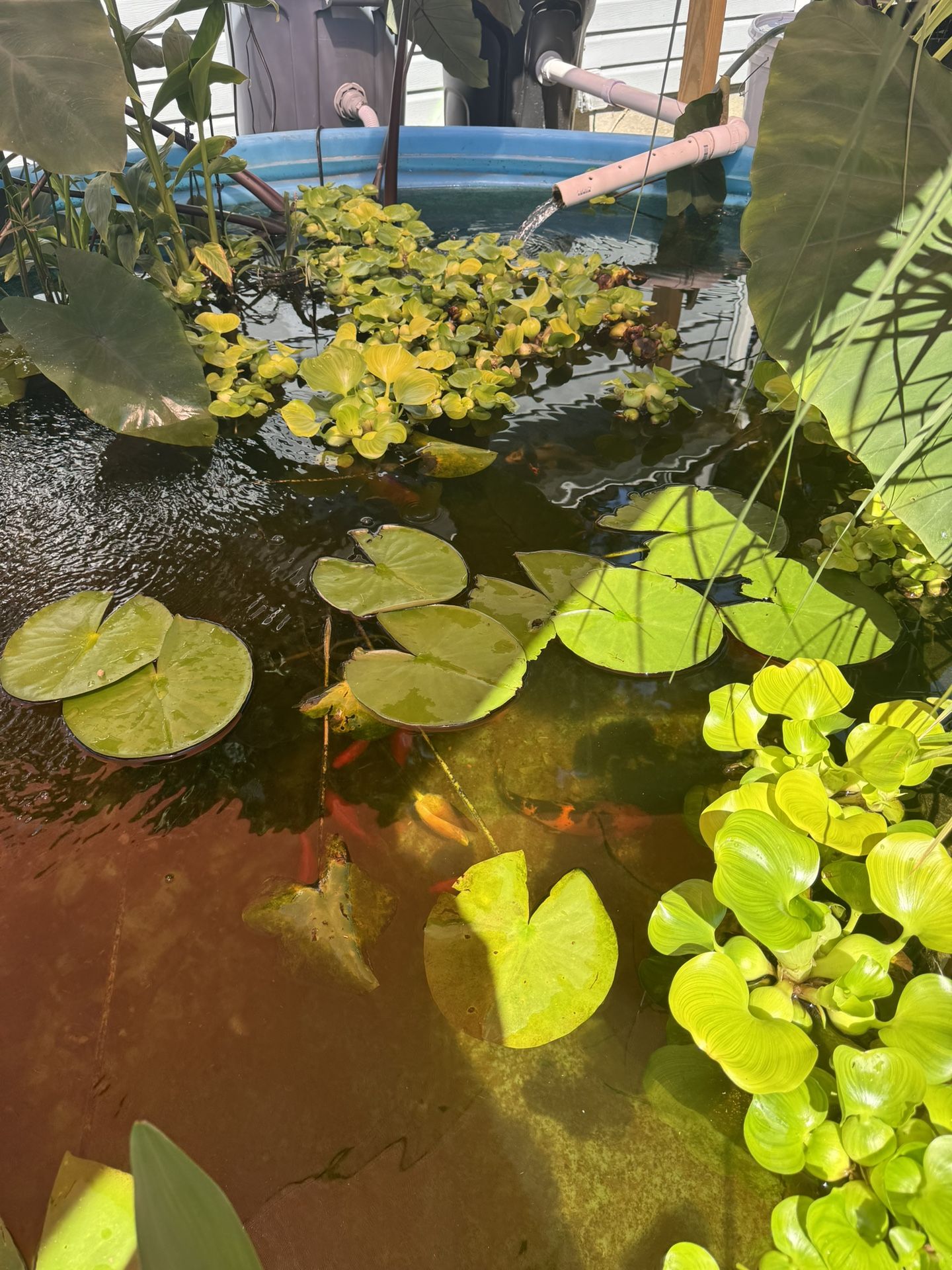 Pond Plants For Sale