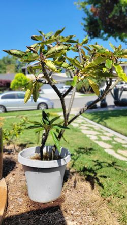 Gorgeous Ombre Pink Plumeria Flower Tree For Sale