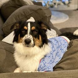 Designer Dog Clothes 