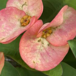 Corona De Cristo $40