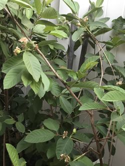 Citrus tree plant Vietnamese guava tree