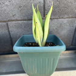 Foxtail Agave Plant