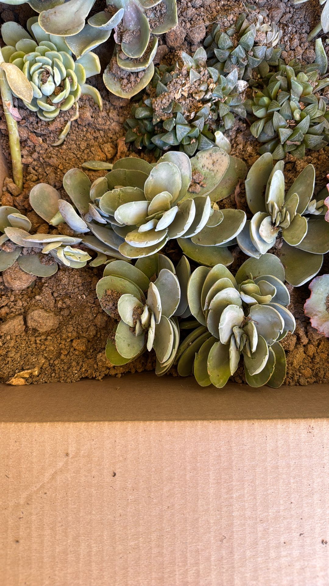 Succulents
