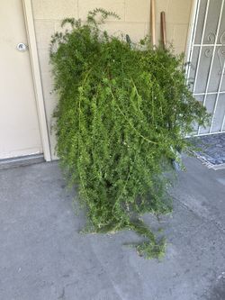 Large asparagus fern plant