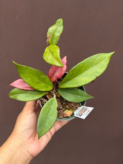 4” hoya red buttons