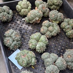 Astrophytum Asterias Cluster Cactus $40 Each