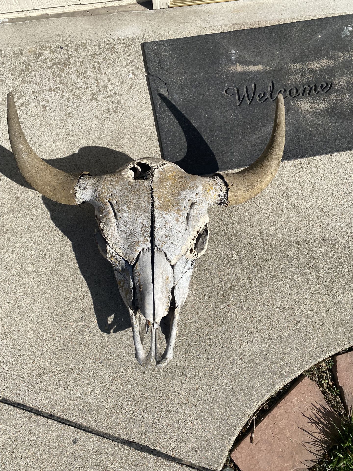 Buffalo Skull