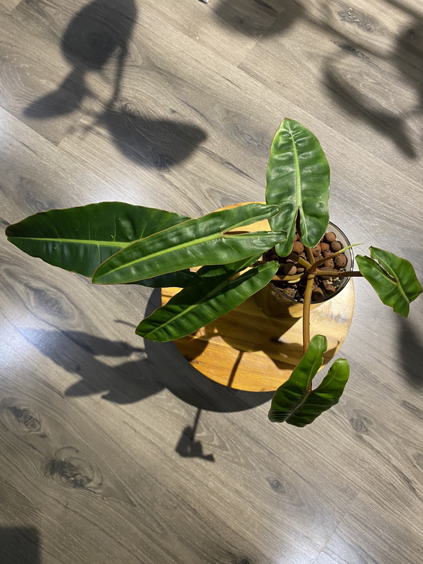 Philodendron Billietiae Plant