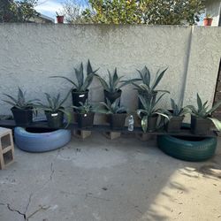 Blue Agave ( Bundle Deal) 