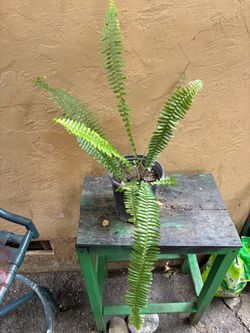 Planta De Elecho