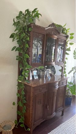 Pothos plant 7 feet long