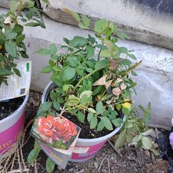 4 roses great condition awesome deal 10 each