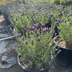 Spanish Lavender 